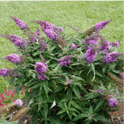 Pugster Periwinkle® Butterfly Bush  2G