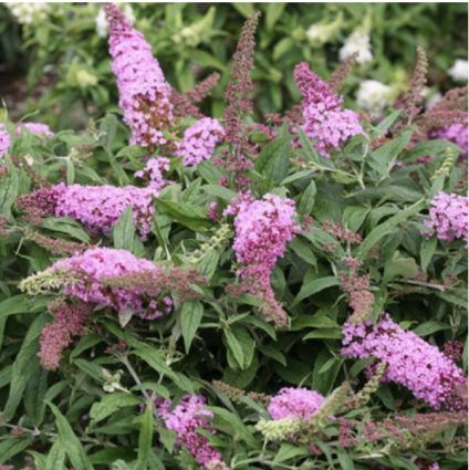Pugster Pink® Butterfly Bush 3-5G
