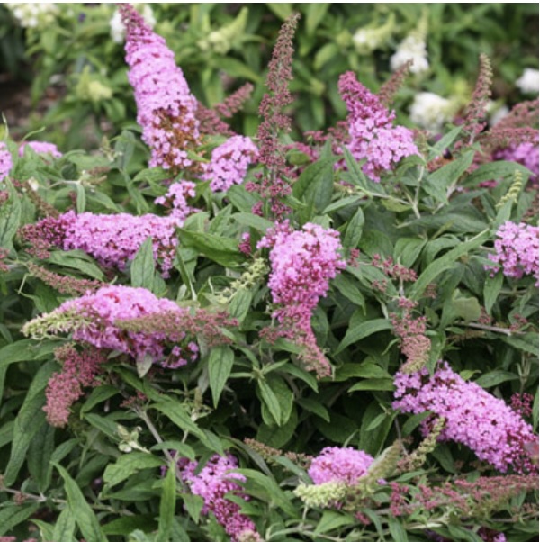 Pugster Pink® Butterfly Bush 2G