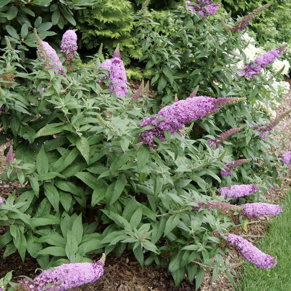 Pugster Pinker® Butterfly Bush 2G