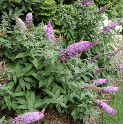 Pugster Pinker® Butterfly Bush 2G