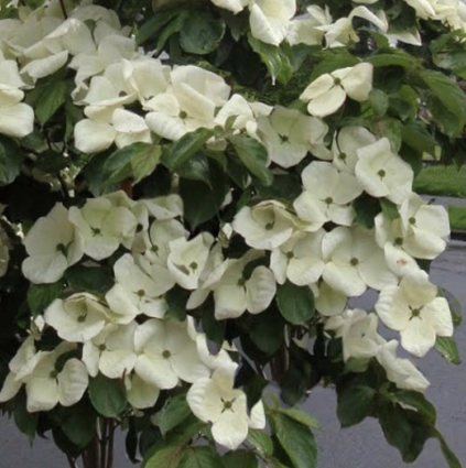 Kousa Starlight Dogwood 7G