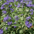 CARYOPTERIS, DARK KNIGHT 3-5 GAL