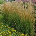 'Karl Foerster' Feather Reed Grass 3-5G