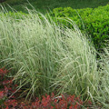 GRASS, OVERDAM FEATHER REED 3-5G