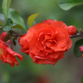 QUINCE, DOUBLE TAKE ORANGE 3-5 G