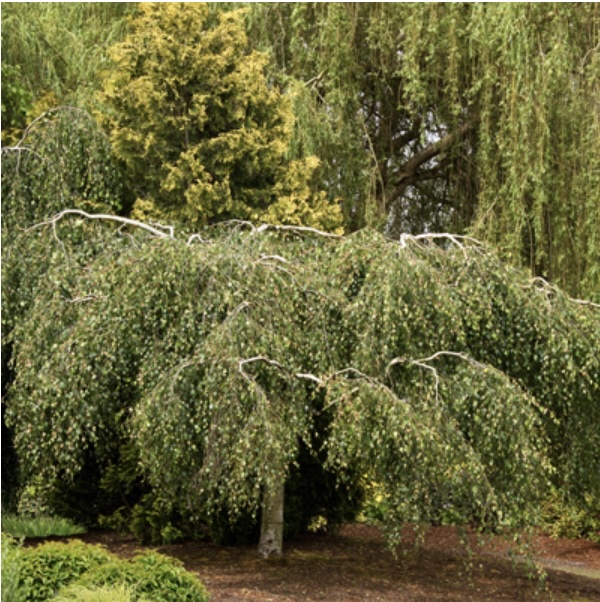 Young's Weeping Twisted Birch  8'