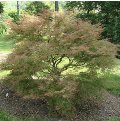 Japanese 'Baldsmith' Maple 30"