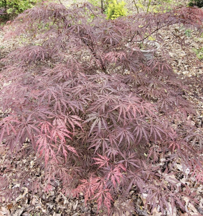 Crimson Princess Japanese Maple 24"