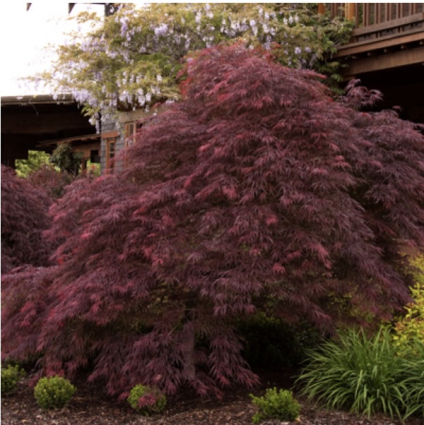 Ever Red Japanese Maple  7G