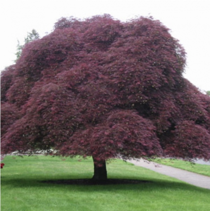 Inaba Shidare Japanese Maple 10G STD
