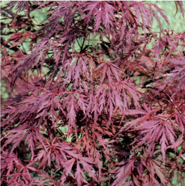 Red Dragon Japanese Maple 5G