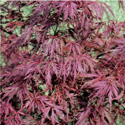 Red Dragon Japanese Maple 5G