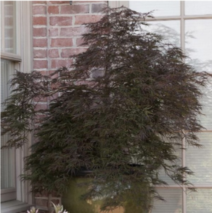 Red Select Japanese Maple 10G