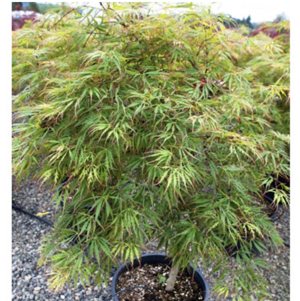 Spring Delight Japanese Maple 7G