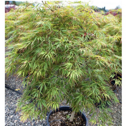 Spring Delight Japanese Maple 7G