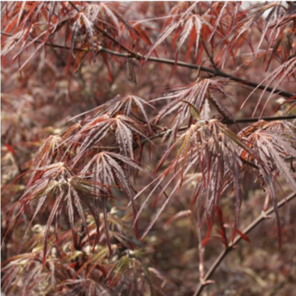 Tamukeyama Japanese Maple 7G