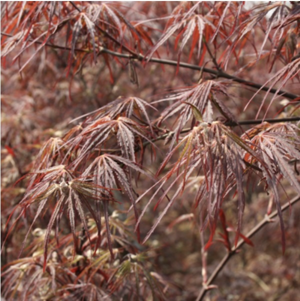 Tamukeyama Japanese Maple 10G