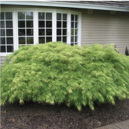 Viridis Japanese Maple 3'
