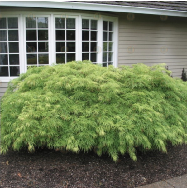 Viridis Japanese Maple 36"
