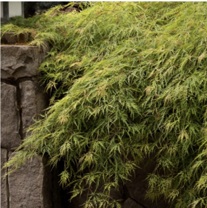 Waterfall Japanese Maple 18"