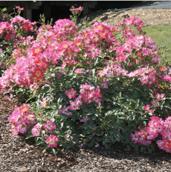 Pink Drift® Rose 2G
