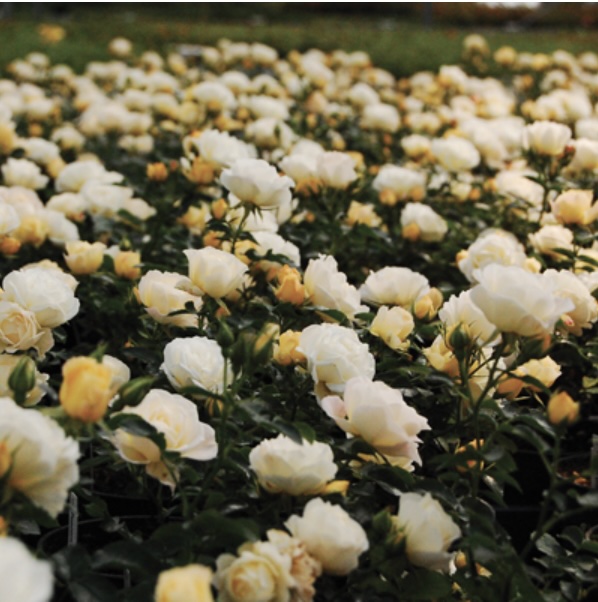 Popcorn Drift® Rose 2G
