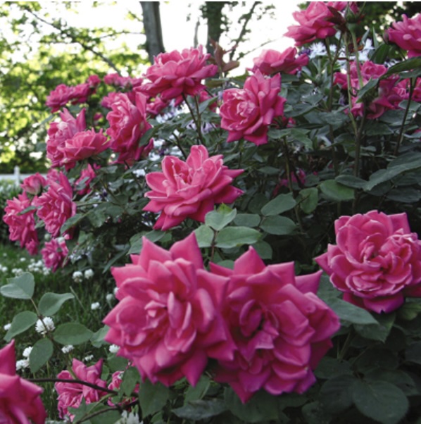 Double Pink Knock Out Rose 2G