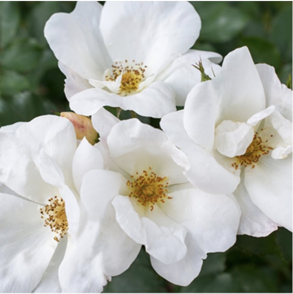 White Knock Out Rose 2G