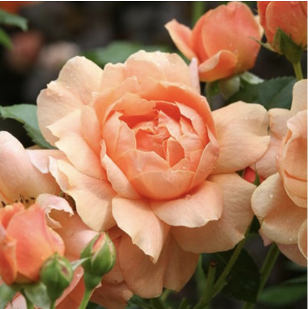 At Last® Rose  2G