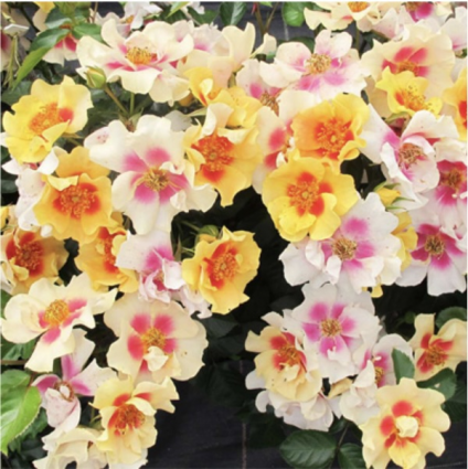 Ringo® Rose 2G