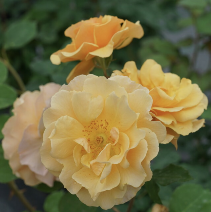 Rise Up Amberness® Rose 2G