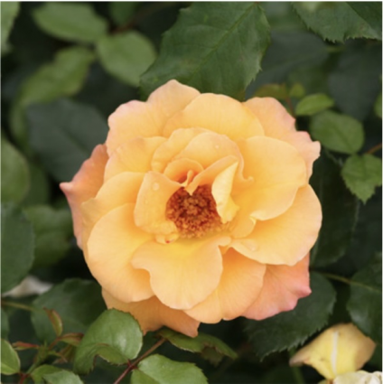 Suñorita® Rose 2G