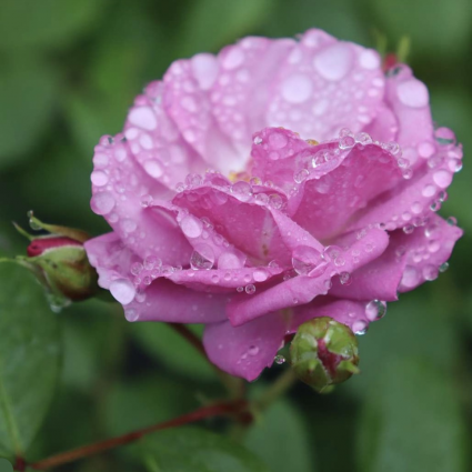 Rise Up Lilac Days Rose 2G