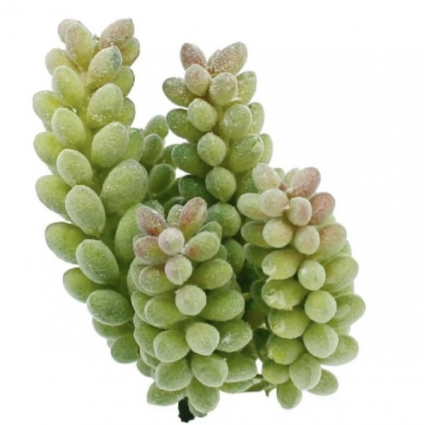  Donkey Tail Pick 