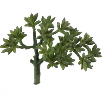 Crassula Pick