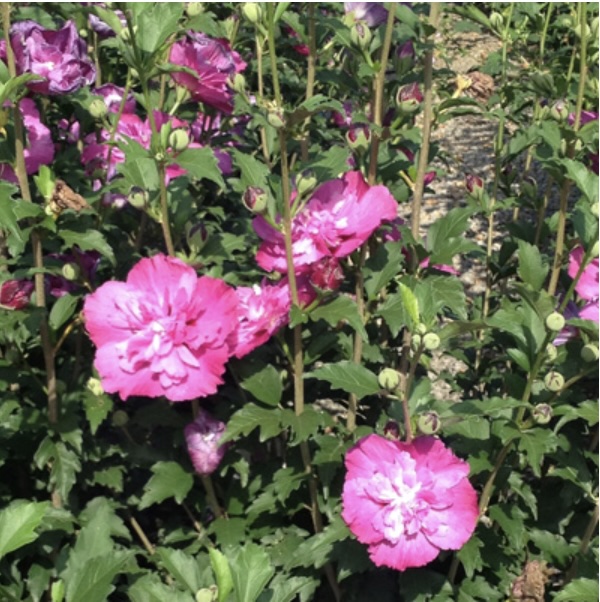 Raspberry Smoothie Rose of Sharon 'Althea' 2G