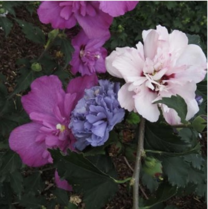 Smoothie Fusion Rose of Sharon 'Althea' 3-5G