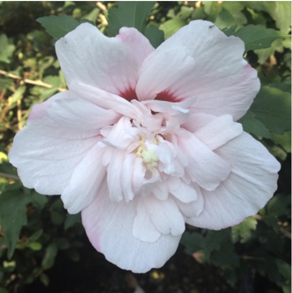 Strawberry Smoothie Rose of Sharon 'Althea' 3-5G