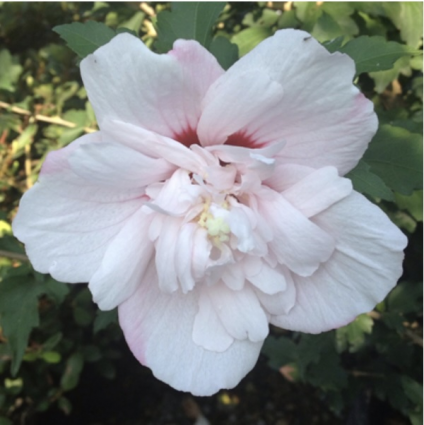 Strawberry Smoothie Rose of Sharon 'Althea' 3-5G