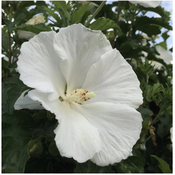 White Angel Rose of Sharon 'Althea' 2G