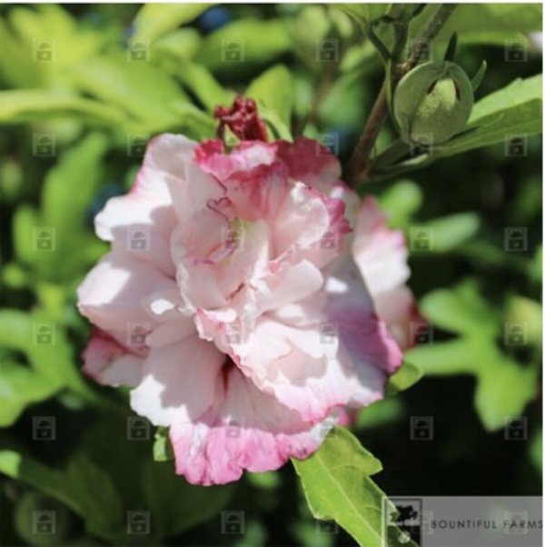 Danica Rose of Sharon 'Althea' Patio Tree 10G