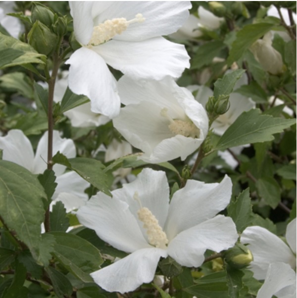 Diana Rose of Sharon 'Althea' Patio Tree 10G