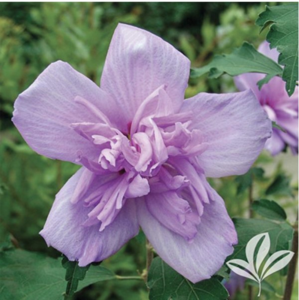 Double Purple Rose of Sharon 'Althea' Tree 7G