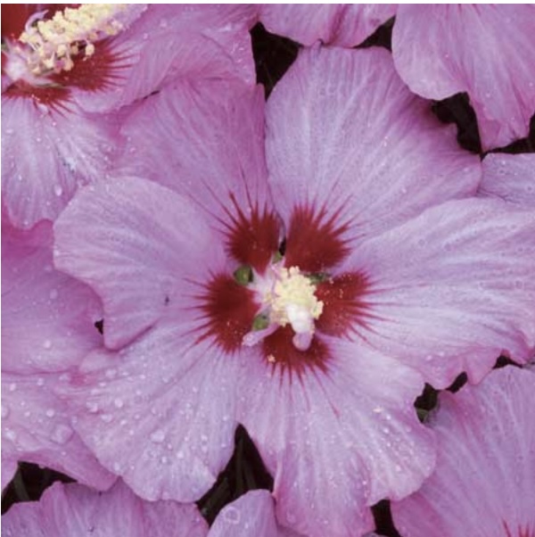 Rose Satin Rose of Sharon 'Althea'  5G