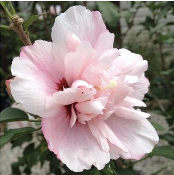 Strawberry Smoothie Rose of Sharon 'Althea' Tree 5G