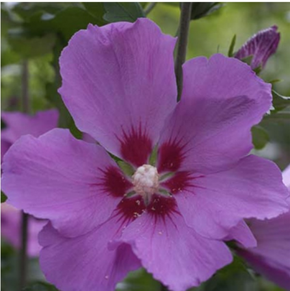 Violet Satin Rose of Sharon 'Althea' Tree 5G