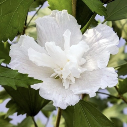 White Pillar Althea Tree 7G