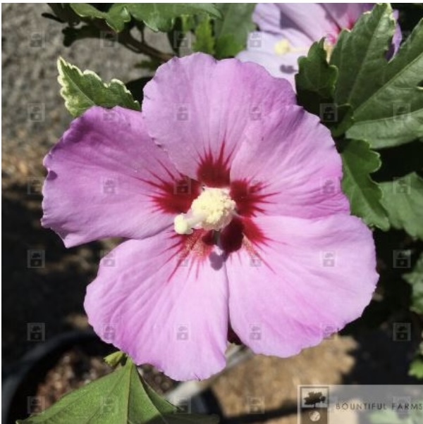 ALTHEA, WOODBRIDGE TREE 7 GAL