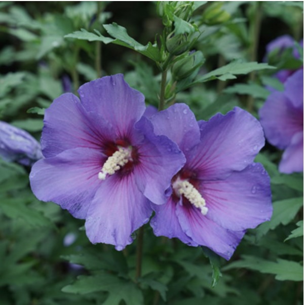 Paraplu Violet Rose of Sharon 'Althea' 2G
